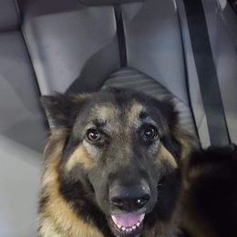 German Shepherd All Grown Up from Cairn's Shepherds