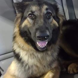 German Shepherd All Grown Up from Cairn's Shepherds
