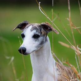 Whippets from Hounds of O’Neill