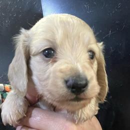 Kit - Cream female Dachshund puppy in Bigfork, Minnesota from Dachshunds Up North