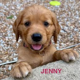 Jenny - Dark golden female Golden Retriever puppy in Jonesboro, Arkansas from N. E. Arkansas Goldens and Doodles/ Southern Brewed Goldens