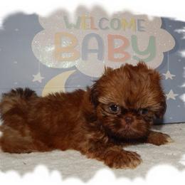 DOODLES - Liver male Shih Tzu puppy in Lawrenceburg, Tn, Tennessee from Shedd's Shih Tzus