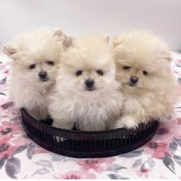 Pomeranian Puppies from Canine Charm & Co