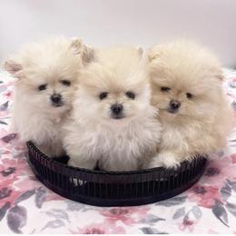 Pomeranian Puppies from Canine Charm & Co