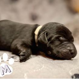 White Collar - Black male Labrador Retriever puppy in Franklin, Virginia from Oak Hollow Retrievers