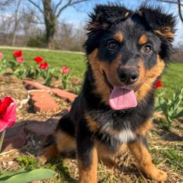 Butter Ball (grey) - Black tri-color male Australian Shepherd puppy in Falmouth, Kentucky from Queen City Farm