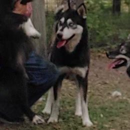 Shadow - Siberian Husky