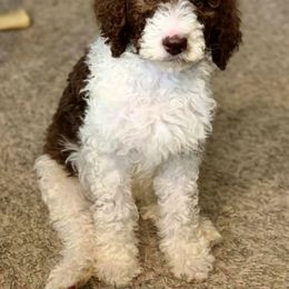 Poodle Puppies from Loving Labs TN