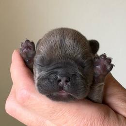 Stella - Blue fawn female French Bulldog puppy in Redway, California from Lost Coast French Bulldogs
