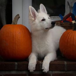 Berger Blanc Suisse Puppies from Nasha Comanda White Swiss Shepherds
