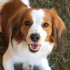 Astrid - Nederlandse Kooikerhondje