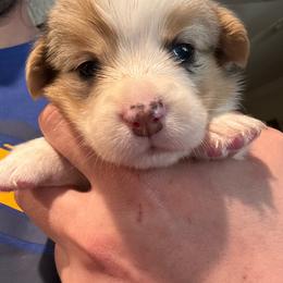 Dolly - Blue merle and white female American Corgi puppy in Orangevale, California from Corgis of the Heart