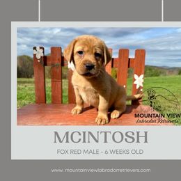 McIntosh - Yellow male Labrador Retriever puppy in Grand Gorge, New York from Mountain View Labrador Retrievers