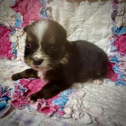 Little Tri male - Black tri male Miniature Australian Shepherd puppy in Lemon Cove, California from Magic Ranch Mini Aussies