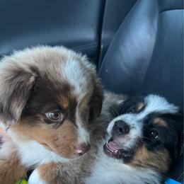 Bear - Red merle male Miniature Australian Shepherd puppy in Hempstead, Texas from Young Gun Aussies