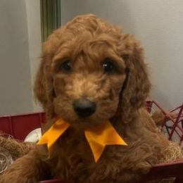 Boy 1 - Red  Poodle puppy in Columbus, Ohio from VanPoodles