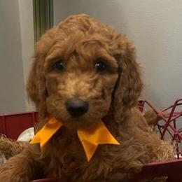 Boy 1 - Red  Poodle puppy in Columbus, Ohio from VanPoodles