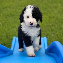 Sally - Black and white female Sheepadoodle puppy in Willacoochee, Georgia from Kitandkboodle's Doodles