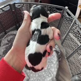 Piebald Boy - Piebald male Dachshund puppy in Indian Trail, North Carolina from Hilda’s Teenie Weenies