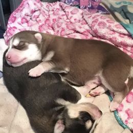 Pomskies and Siberian Huskies from Husky Haven WA