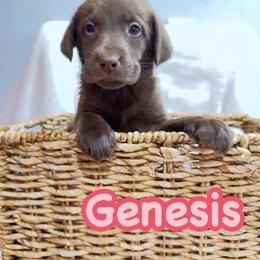 Genesis - Chocolate female Labrador Retriever puppy in Lucasville, Ohio from Backwoods Labradors