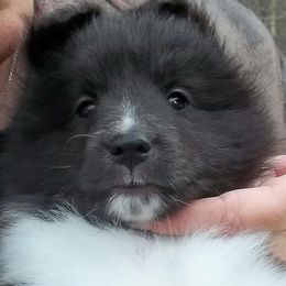 Shetland Sheepdogs from Borthwick Shelties