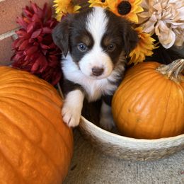 Lainy - Red tri-color female Miniature American Shepherd puppy in Troy, Ohio from Wiggle Wags Miniature American Shepherds