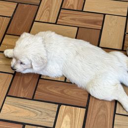 Golden Retriever Puppies from Avalon English Retrievers