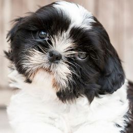 Sweetie - Black and white female Shih Tzu puppy in Willard, Utah from Shih-tzu Queen
