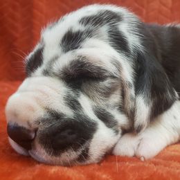 Great Dane Puppies from Gentle Giants of Tennessee Great Danes