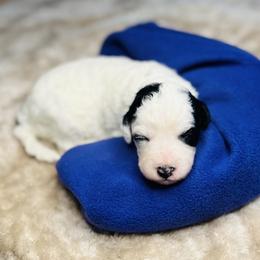Zion- Female Reservation 6 - White female Sheepadoodle puppy in Spokane, Washington from Downriver Doodles