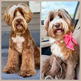 Australian Labradoodle puppies from Miami Australian Labradoodles