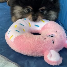 Pomeranian Puppies from Nikki’s lil Pomeranians