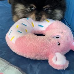 Pomeranian Puppies from Nikki’s lil Pomeranians