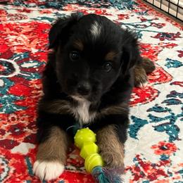 Pepper - Black tri male Miniature Australian Shepherd puppy in Denair, California from CenCal Mini Aussies