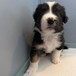 Bolt - Black tri male Miniature American Shepherd puppy in Phoenix, Arizona from Outlaw Minis
