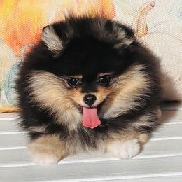Violet - Black and tan female Pomeranian puppy in Fayetteville, North Carolina from Tar-heel Poms