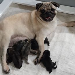 Black male 5 - Black male Pug puppy in Saint Helens, Oregon from Ebert Golden Retrievers & Pugs