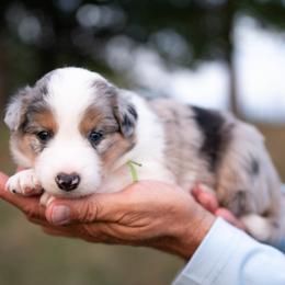 Velvet - Blue merle female Border Collie puppy in Conway, Missouri from 2J 2K Border Collies | Maremma Sheepdogs