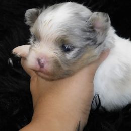 Kuzco - Blue merle male Pomeranian puppy in Antelope, California from California Pom Paradise