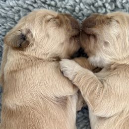 Golden Retrievers from Tallgrass Golden Retrievers