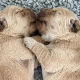Golden Retrievers from Tallgrass Golden Retrievers