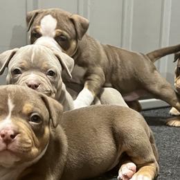American Bullies from Solidified Midwest Bullies