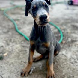 Male 2 Blue-Rust - Blue and rust male Doberman Pinscher puppy in Mc Cook, Nebraska from Morningstar Kennel