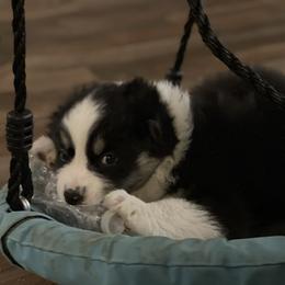 Australian Shepherd Puppies from Crystalbrook Aussies