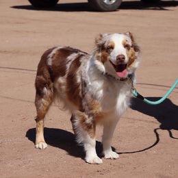 Vidalia - Miniature Australian Shepherd