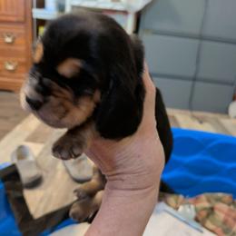 Peter piper - Black brown and white male Basset Hound puppy in Clio, Michigan from Nancy's Basset Hounds