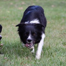 Nina - Border Collie