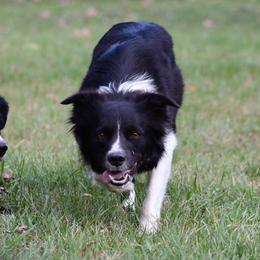 Nina - Border Collie