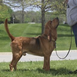 Bloodhound and Bracco Italiano All Grown Up from Susanna Anderson